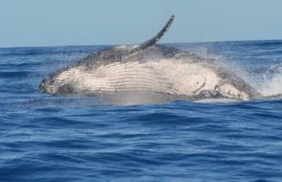 Baleine à bosse // Source : pexels