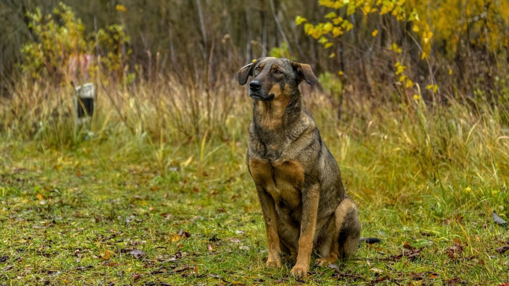 Un chien au sein de la zone d'exclusion de Tchernobyl. // Source : Jorge Franganillo/Flickr/CC