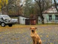 Un chien sauvage dans la zone d'exclusion de Tchernobyl. // Source : Jorge Franganillo/Flickr/CC