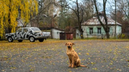Un chien sauvage dans la zone d'exclusion de Tchernobyl. // Source : Jorge Franganillo/Flickr/CC