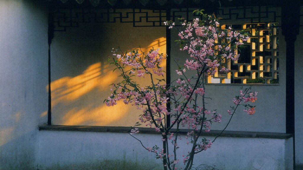 Fleurs de cerisier // Source : Pexels