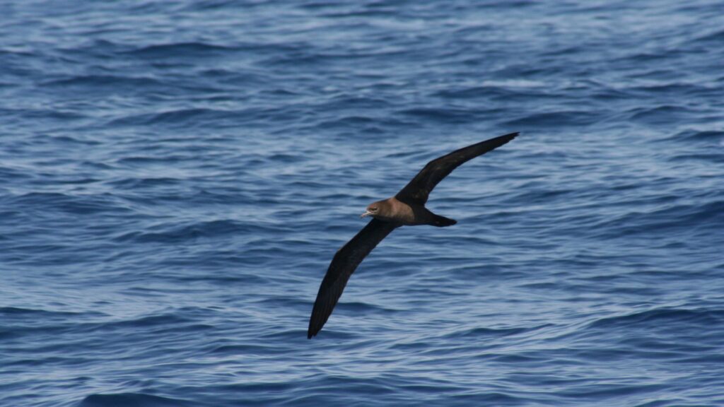 Cette espèce d'oiseaux marins s'appelle le Puffin à pieds pâles. // Source : Wikimédias