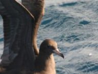 Une espèce d'oiseaux marins appelée Puffin à pieds pâles. // Source : Wikimédias