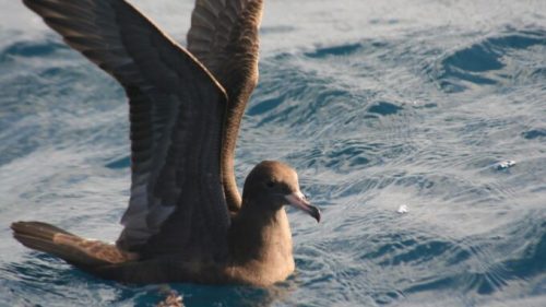 Une espèce d'oiseaux marins appelée Puffin à pieds pâles. // Source : Wikimédias