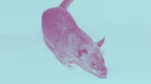 Un rat // Source : Wikimédias