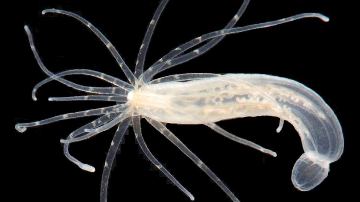 Le Nematostella vectensis, aussi plus simplement appellée Anémone étoilée // Source : Flickr