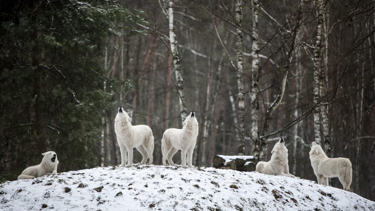 Des loups dans la neige // Source : Mila-del-monte