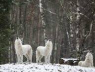 Des loups dans la neige // Source : Mila-del-monte