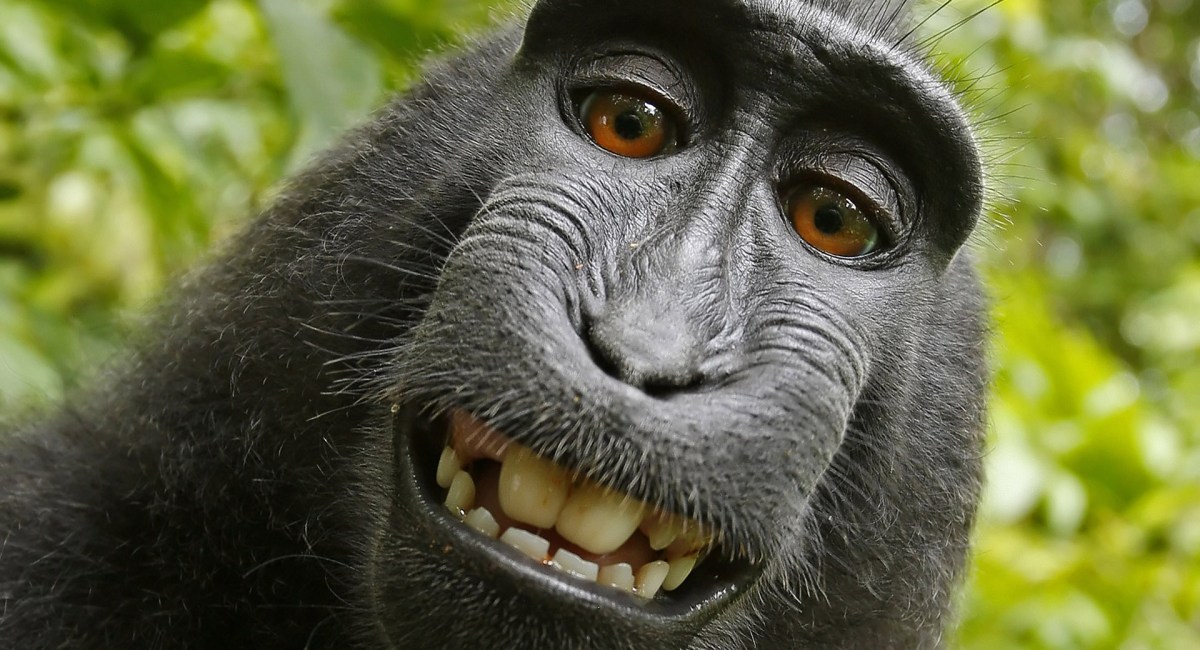 singe selfie