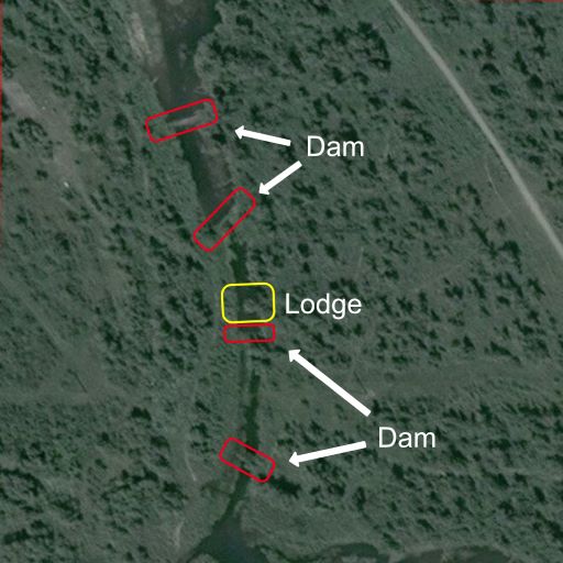 Les barrages (« dam ») et huttes (« lodge ») de castors. // Source : Zooniverse