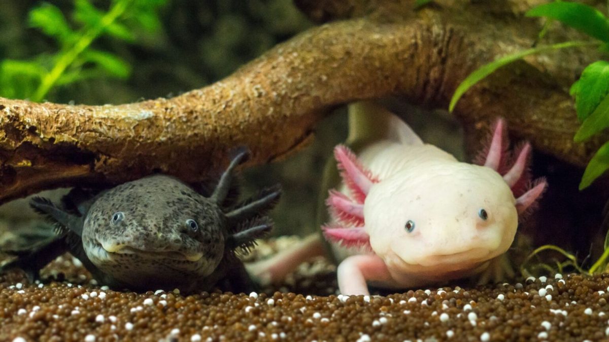 Des axolotls. // Source : Flickr/CC/Robert Röhl