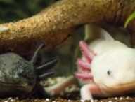 Des axolotls. // Source : Flickr/CC/Robert Röhl