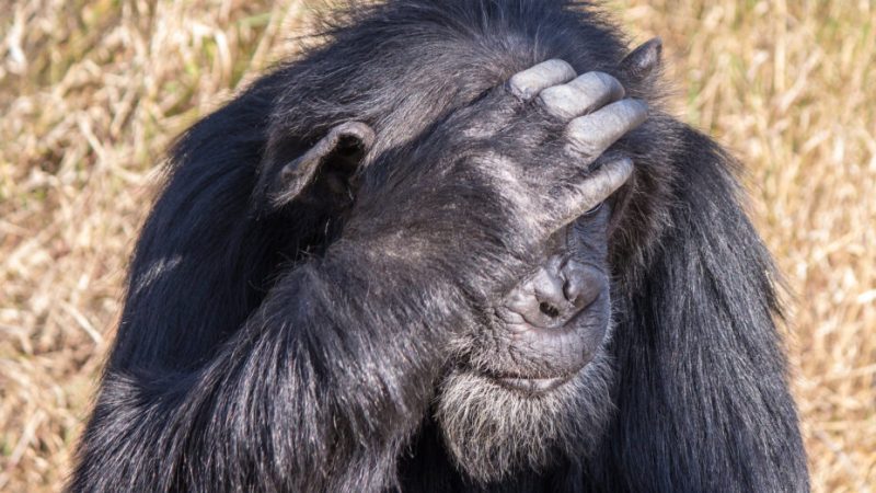 Incapable de supprimer les biais racistes, Google Photos ne reconnait toujours pas les singes