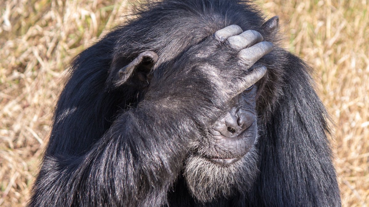 Un chimpanzé au Kenya en 2019 // Source : Flickr/CC/Ray in Manila