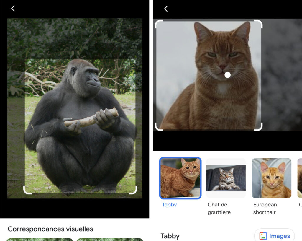 Quand on utilise Google Lens sur une image de chat, le logiciel identifie le nom et la race de l'animal. En revanche, face à une photo de gorille, il se contente de proposer des images similaires (d'après une expérience du New York Times)