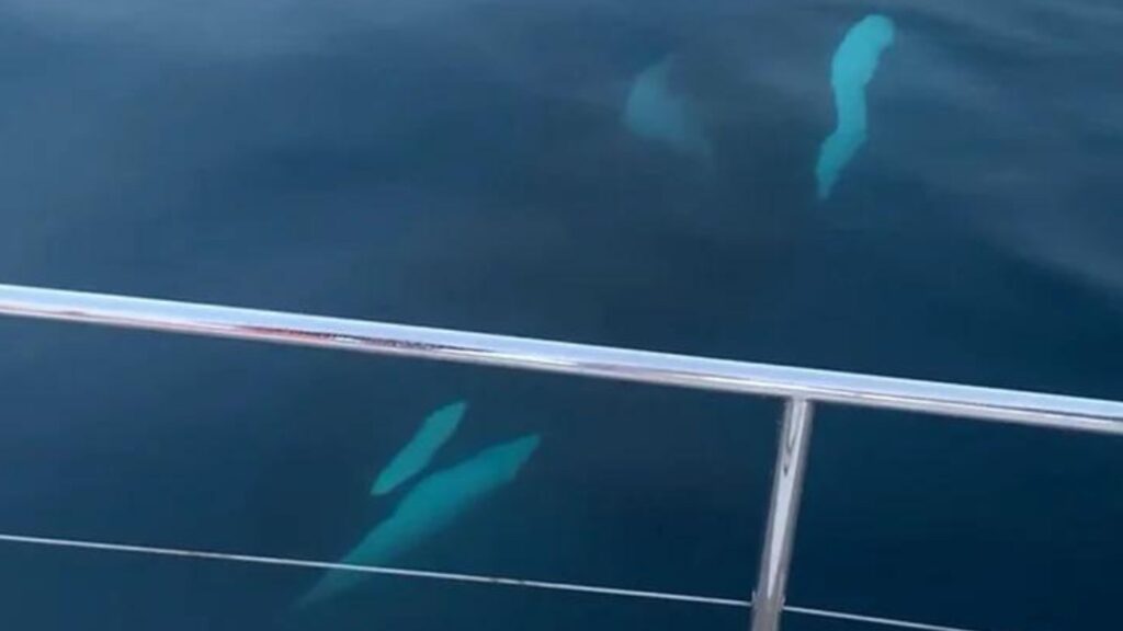 Photo prise par April Boyes : on voit les orques, sous l'eau, autour du yacht.  // Source : April Boyes