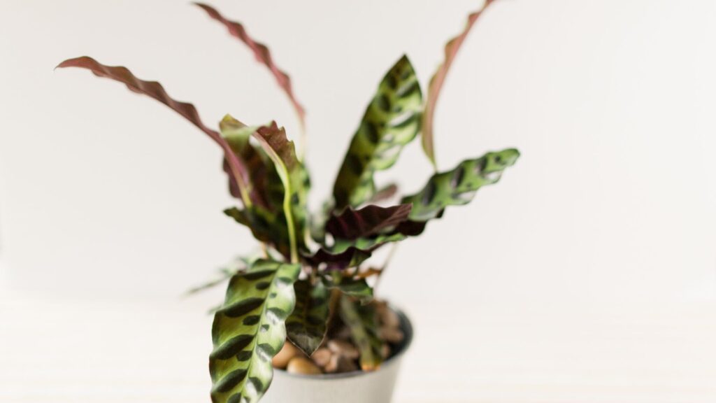 Le calathea. // Source : Canva