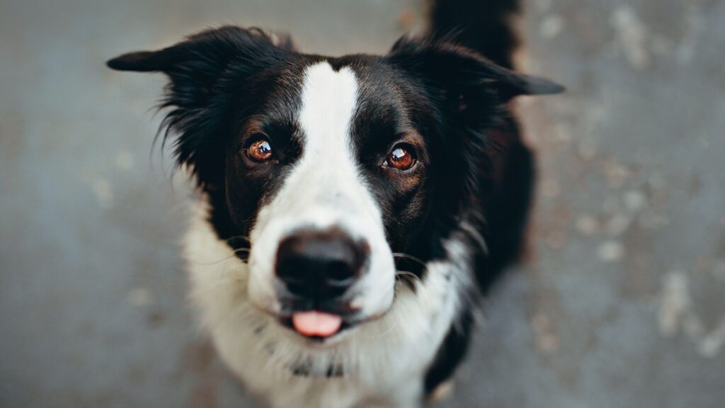 Une photo de chien // Source : Pexels