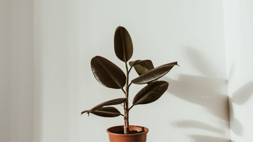 Un ficus. // Source : Canva