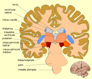 Schéma du cerveau et position d'un ventricule. // Source : Wikimedia Commons