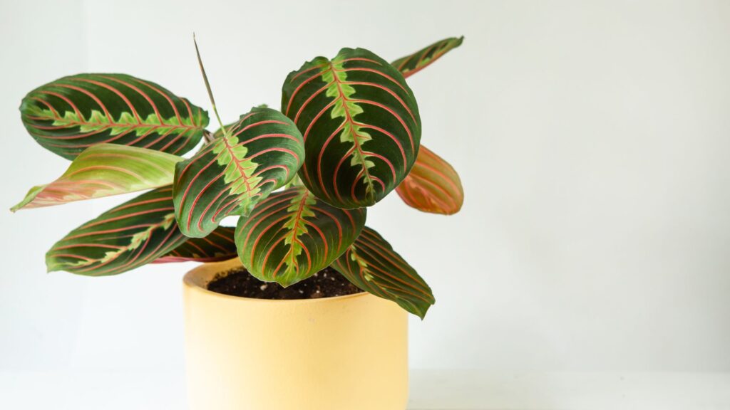 La maranta. // Source : Canva