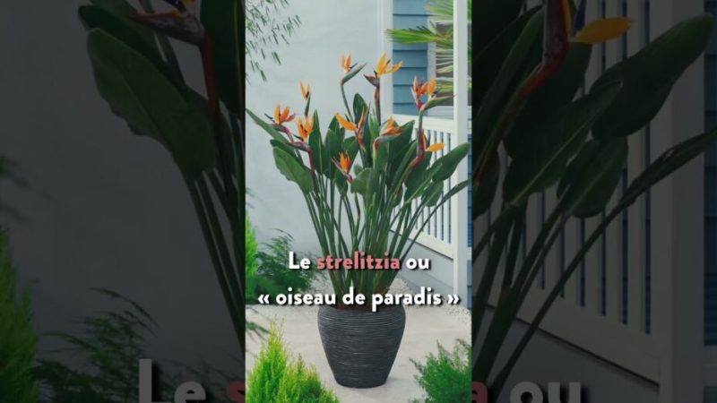 7 plantes pour rafraîchir son intérieur !