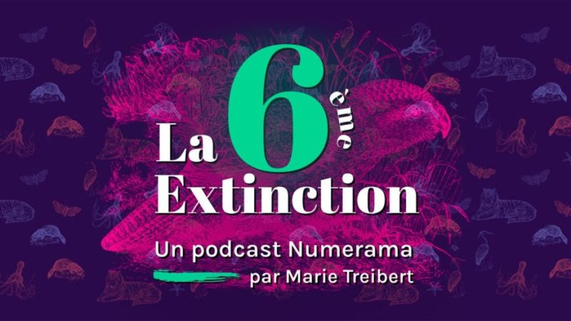 La 6e Extinction – Ép.1 – La folle histoire du kakapo (Podcast)