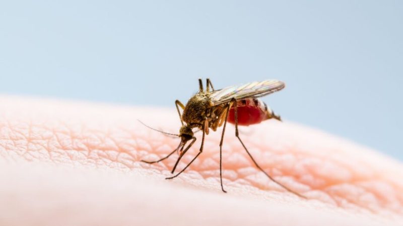 Moustiques : pourquoi certaines personnes se font-elles plus piquer que d’autres ?