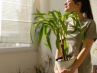 Les plantes peuvent aider à rafraichir un logement. // Source : Canva