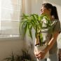 Les plantes peuvent aider à rafraichir un logement. // Source : Canva