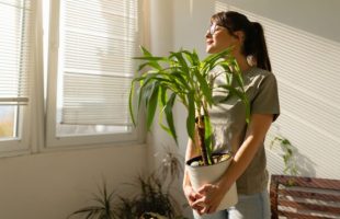 Les plantes peuvent aider à rafraichir un logement. // Source : Canva
