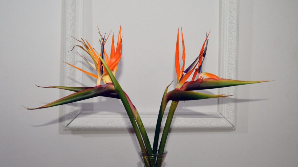 Le strelitzia. // Source : Canva