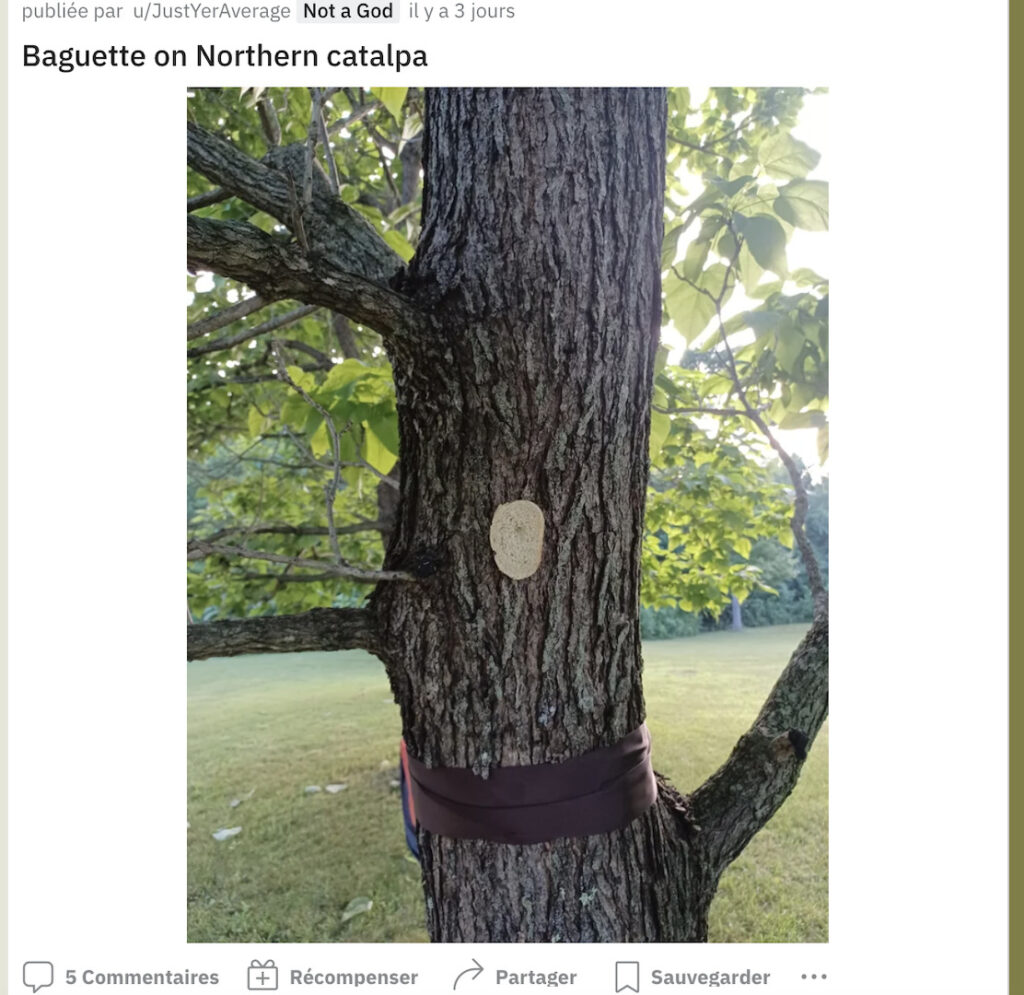 Coller du pain sur des arbres, une activité qui plait sur Reddit. // Source : Reddit