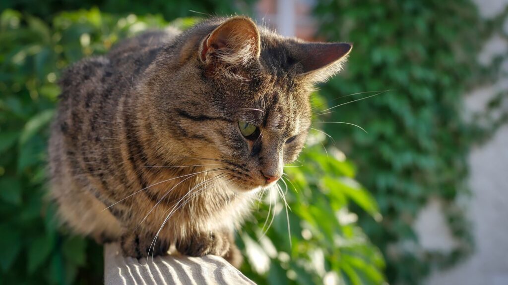 Reste à savoir comment ces chats ont été en contact avec des oiseaux contaminés. // Source : Pixabay