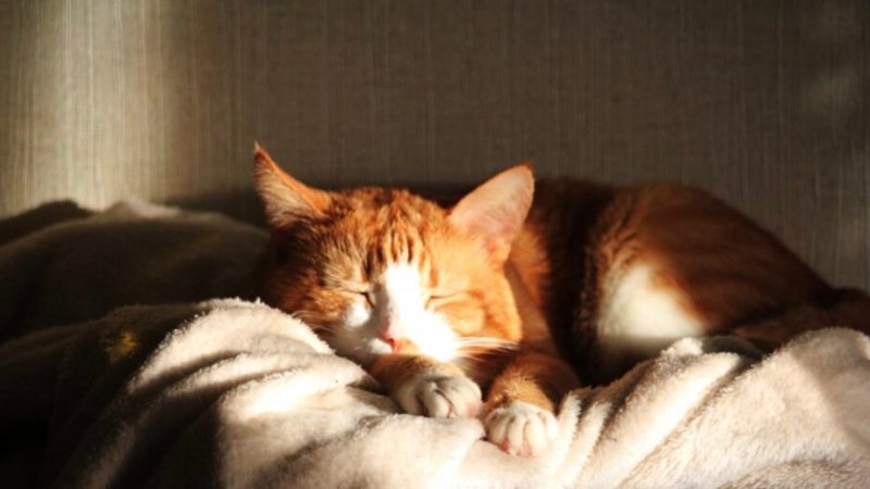 Les animaux peuvent-ils attraper des coups de soleil ?