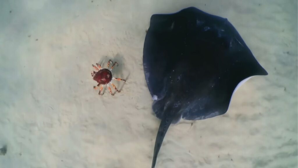 Le robot crabe à la merci de la raie. // Source : Capture YouTube BBC Earth