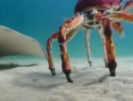 Le robot crabe et la raie. // Source : Capture YouTube BBC Earth