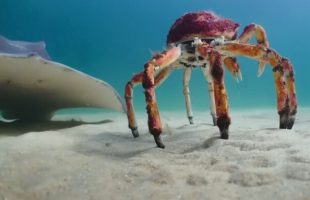 Le robot crabe et la raie. // Source : Capture YouTube BBC Earth