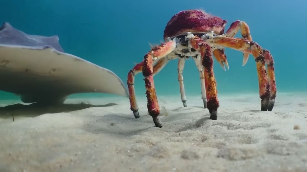 Le robot crabe et la raie. // Source : Capture YouTube BBC Earth