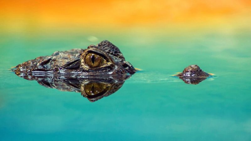 Une femelle crocodile a été vue se reproduire sans s’accoupler avec un mâle