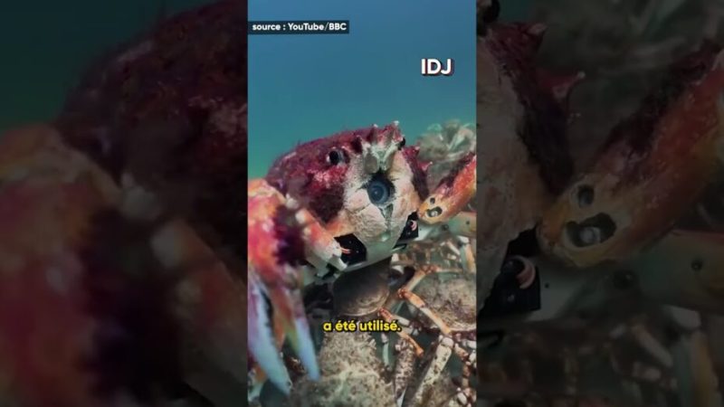 Ce gang de crabes protège un robot crabe espion d’une raie affamée ️