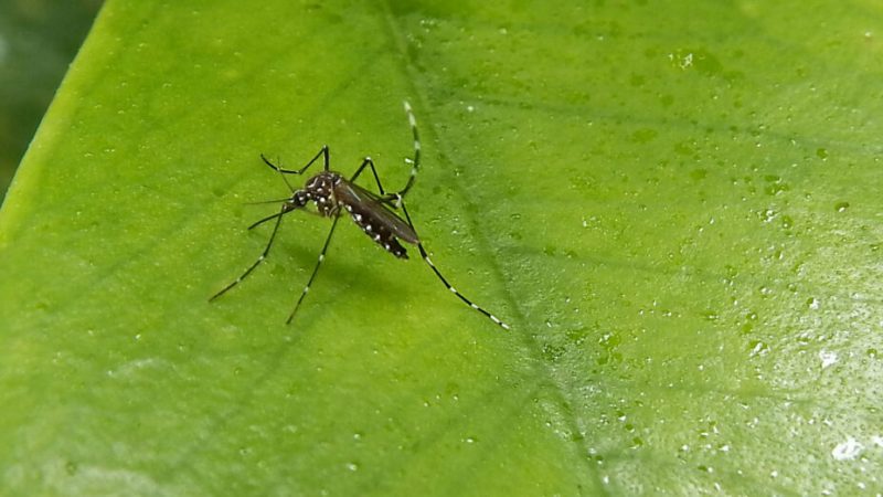 À quoi faut-il s’attendre cette année pour le virus de la dengue en France ?