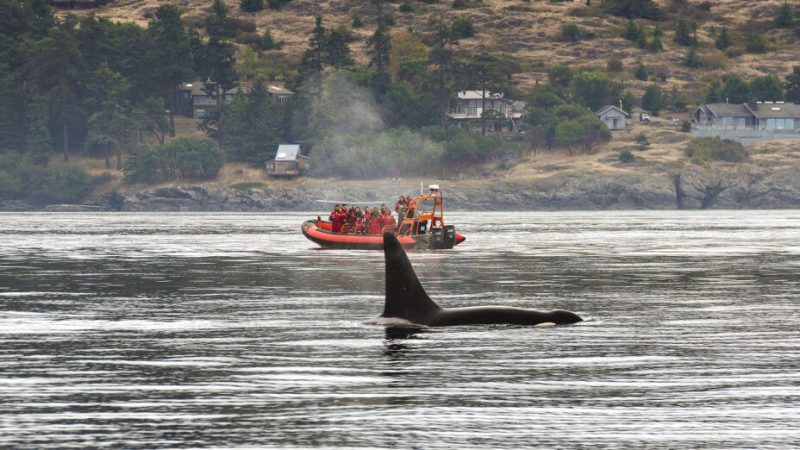 Les charges des orques sur des bateaux sont-elles vraiment des attaques ?