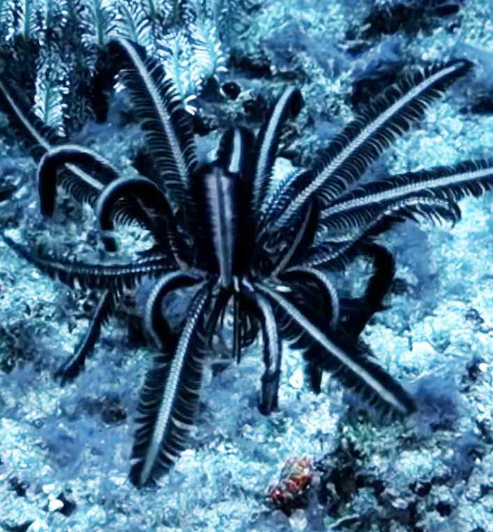 Une autre tropiometra carinata filmée par Sabrina Signer  // Source : @seayouunderwater