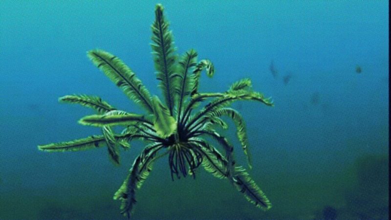 Ce n’est pas un palmier sous l’eau, mais un étrange animal marin