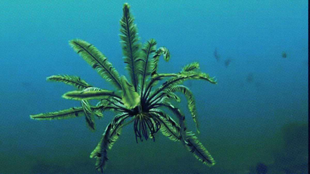 Une Tropiometra carinata // Source : @seayouunderwwater