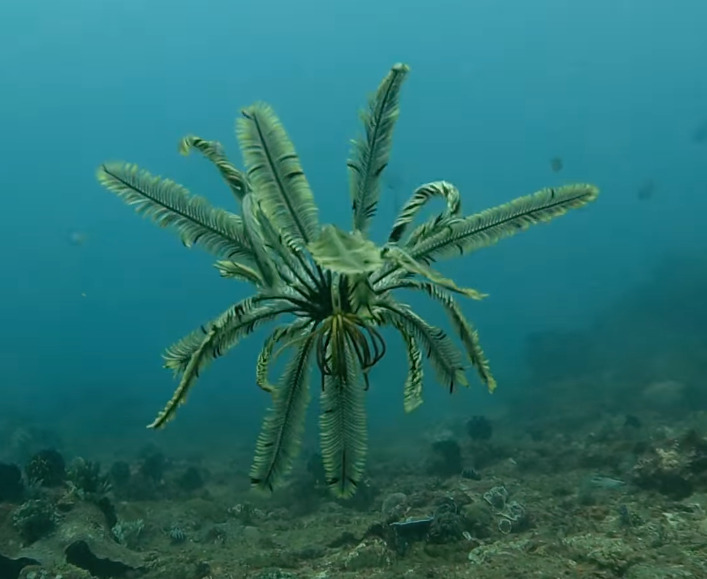 Une tropiometra carinata sous l'eau // Source : @seayouunderwater