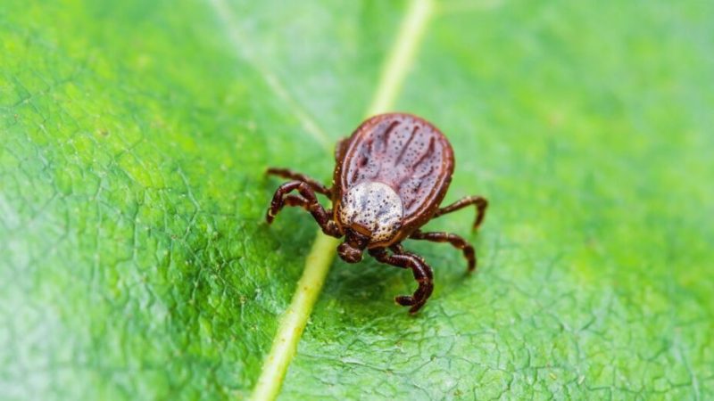 Des tiques plus dangereuses à cause du changement climatique ?