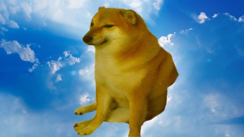 Le chien Balltze est mort : voici tous les meilleurs mèmes dont il était la star