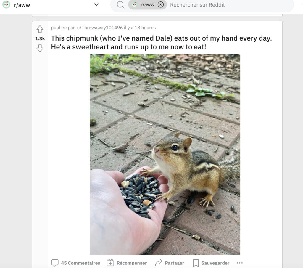 Les photos d'animaux mignons sont de retour sur r/aww. // Source : Reddit. Capture d'écran Numerama.